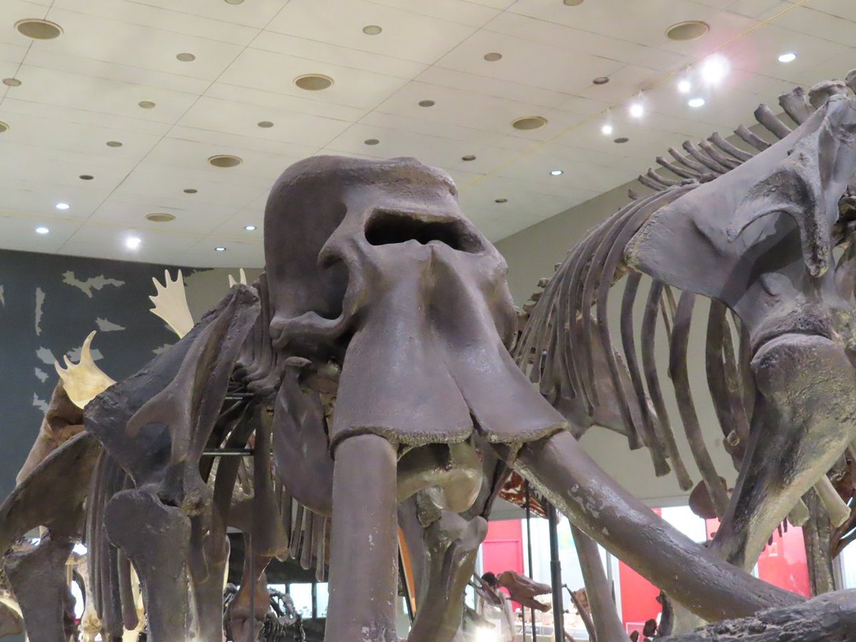 キバの無い像の頭骨化石

絶滅した地中海の島嶼部の像の化石が紀元前に発掘されたら

一つ目の巨人サイクロプスの頭蓋骨と思われるのも納得ですよね

鼻腔が眼窩みたいですもの