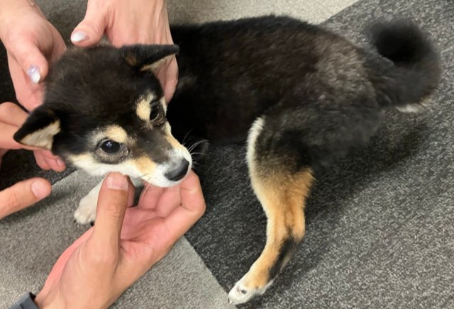 くるみmama tweet media