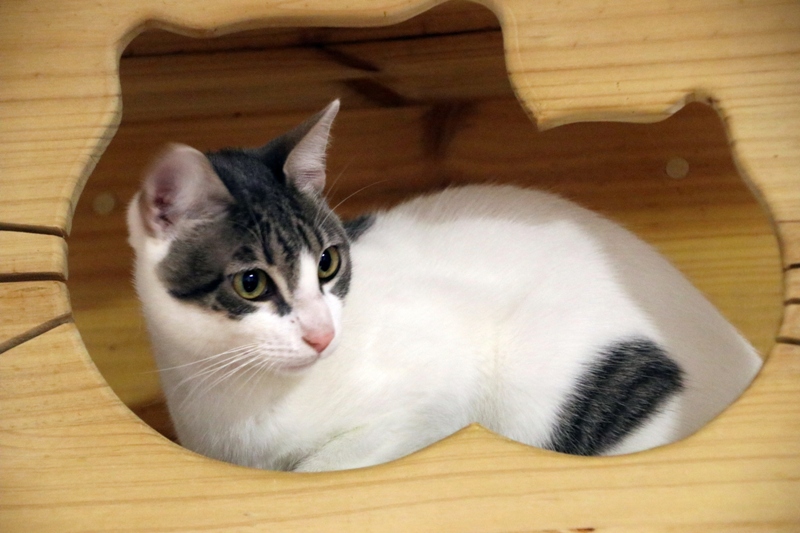 #KESSI no te pierde de vista desde su bonita caja de gato en altura 👀🆙
adopcionesfelinasvalencia.es/gatos-en-adopc…