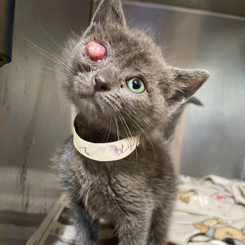 Cats Of Sanbernardino tweet media