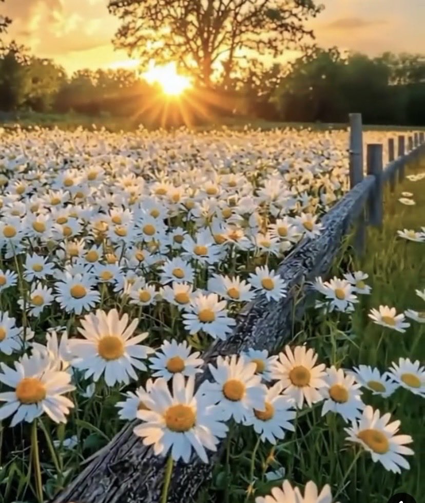 🌺🌸Alice Rivage 🌸🌺 tweet media