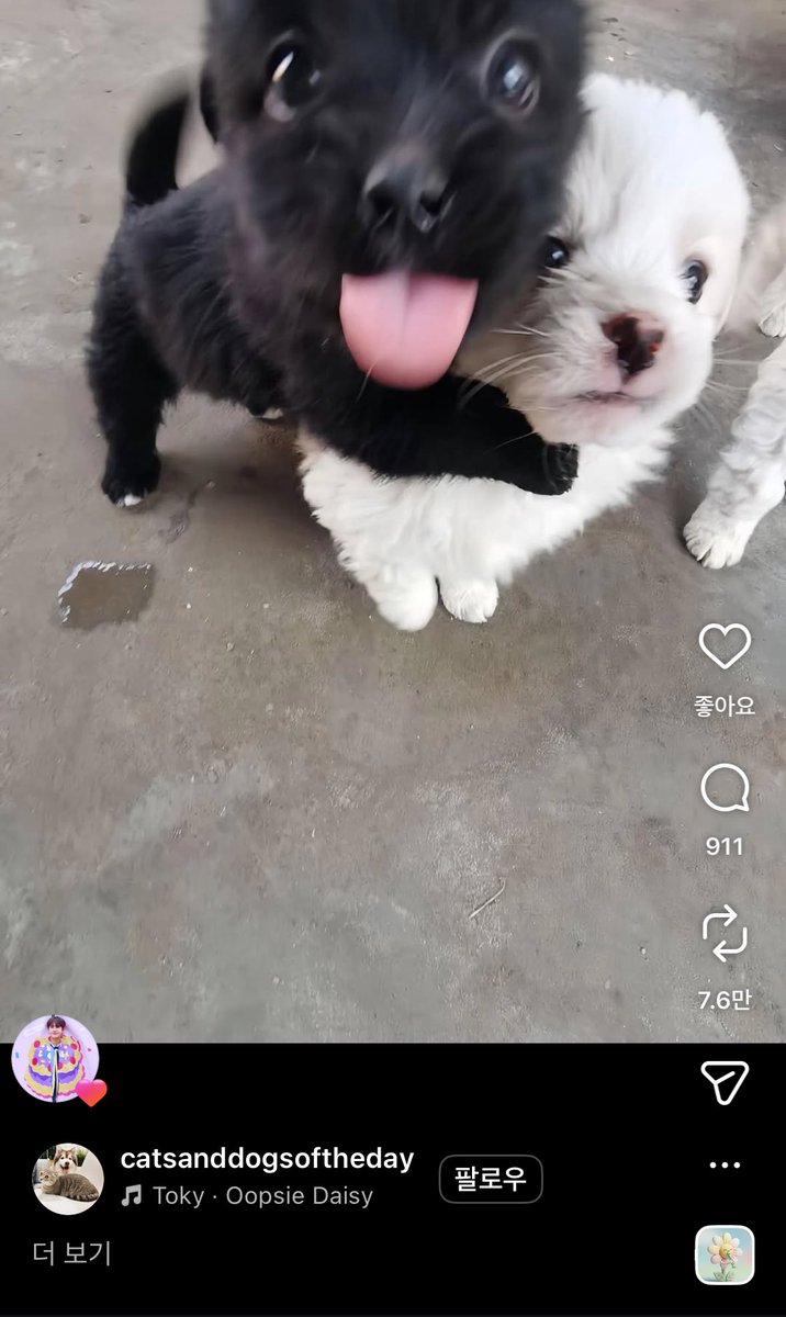 태생부터 다크그레이 tweet media