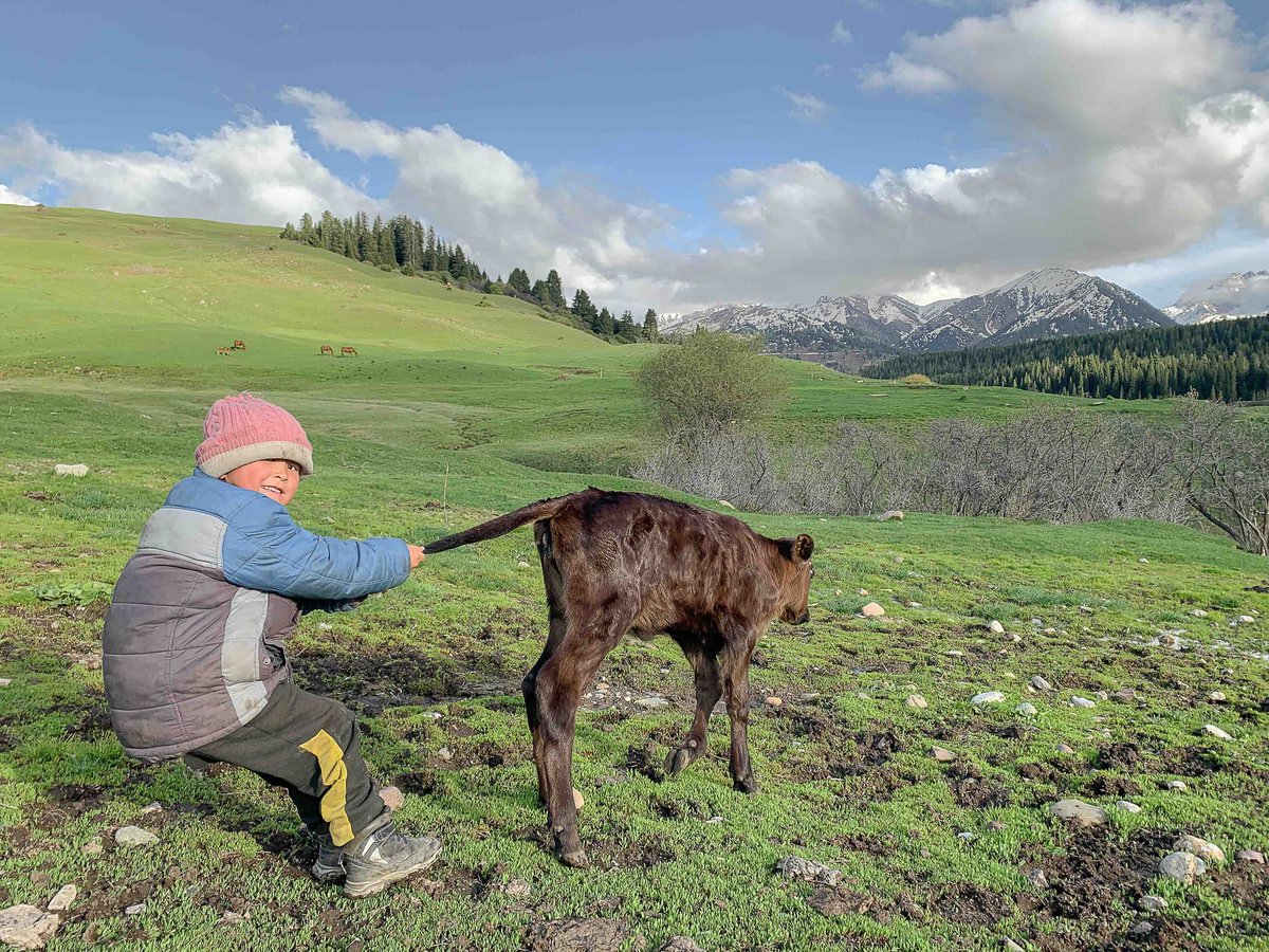Novastan_Eng's tweet photo. Our #photooftheday by Grégoire Chesnot
https://t.co/638J96geGx

This very young calf would no doubt like to join the rest of the herd as soon as possible, but the herdsman’s young son has decided to test its resolve. Karakol, Kyrgyzstan. https://t.co/SjfMMmhly3