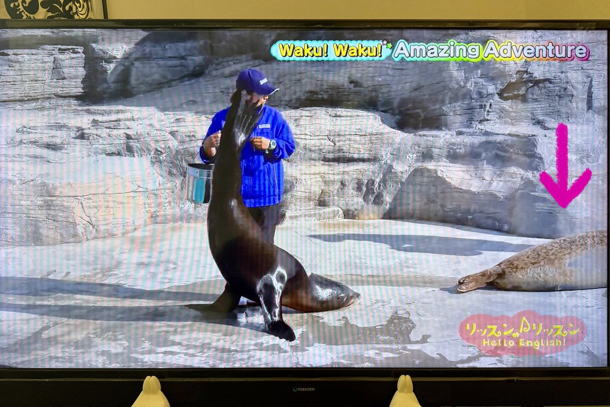 ガッチリカ tweet media