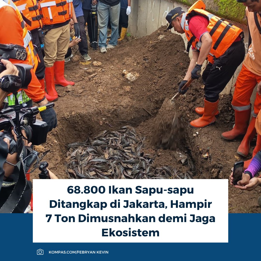 kompascom's tweet image. 68.800 ikan sapu-sapu seberat 6,98 ton ditangkap di lima wilayah Jakarta. Operasi untuk kendalikan spesies invasif.

Baca selengkapnya: megapolitan.kompas.com/read/2026/04/1…

~RK #ikansapusapu #jakarta