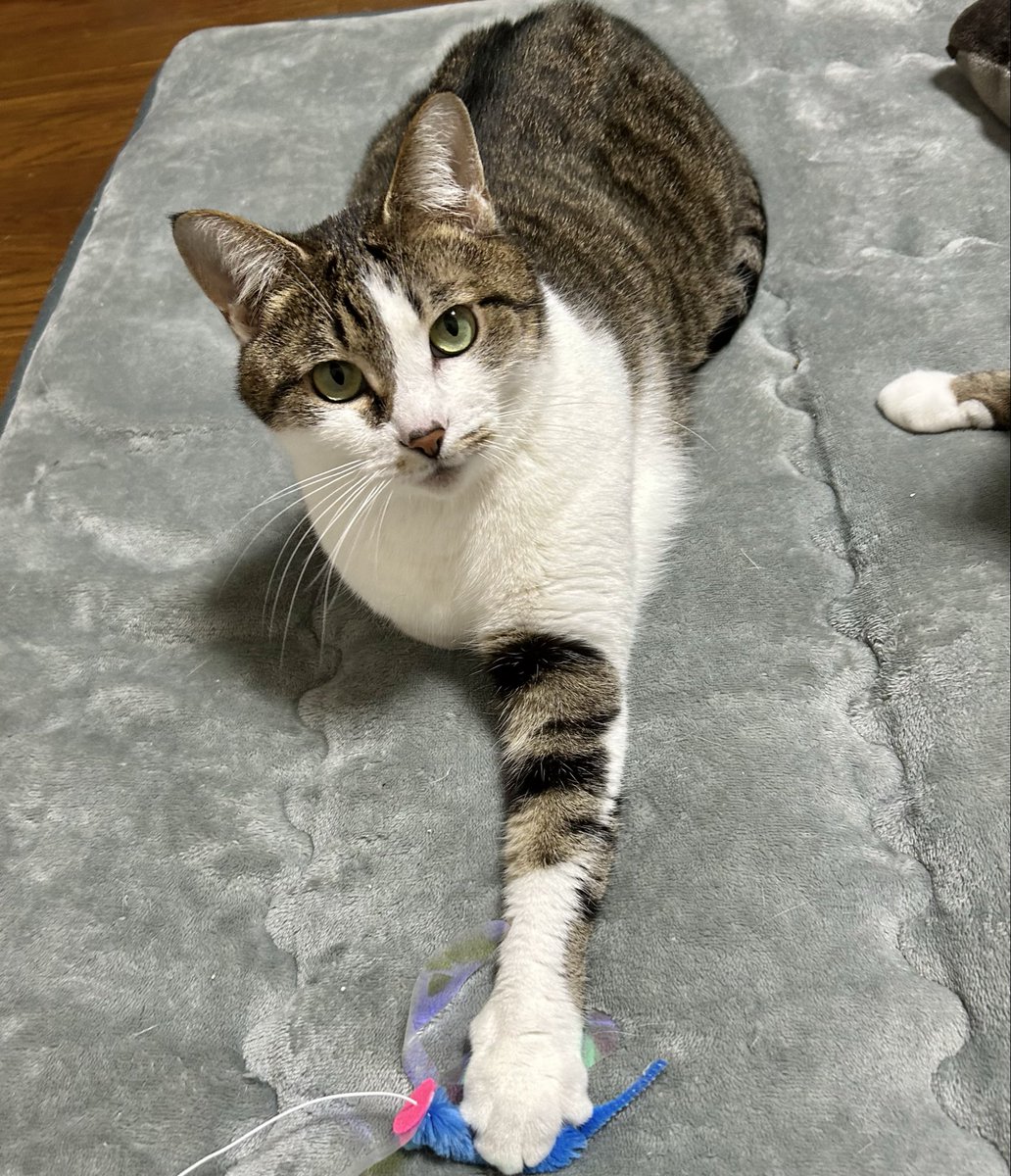 88oo_8's tweet photo. 狩りの訓練 https://t.co/zBRLcZ3y0X