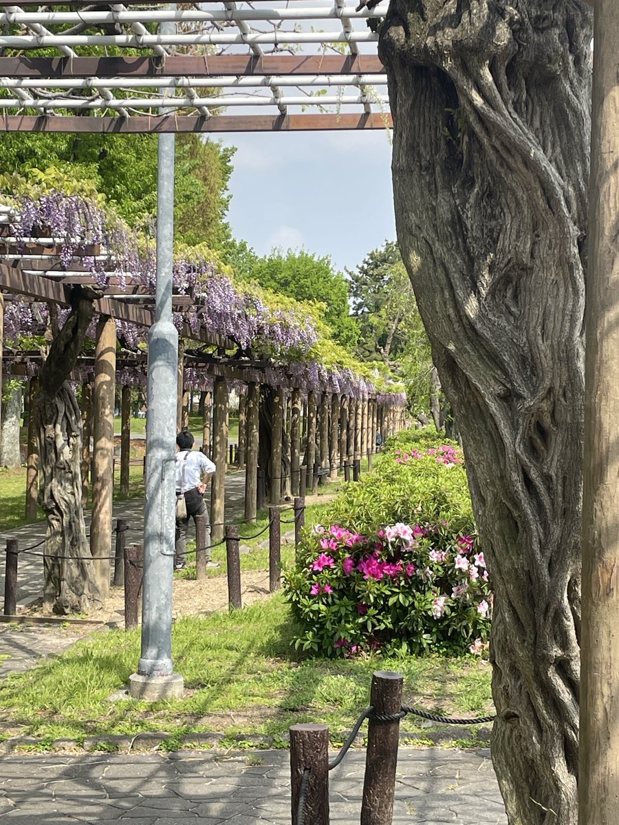 名古屋城に藤の花を見に〜💕優しい香りに癒された〜🥹