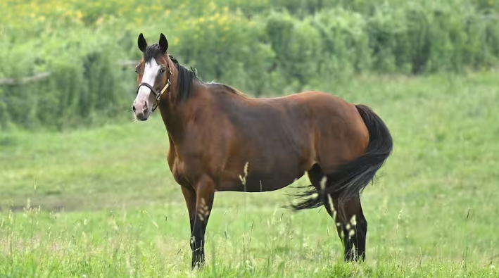 サンスポZBAT!競馬 tweet media