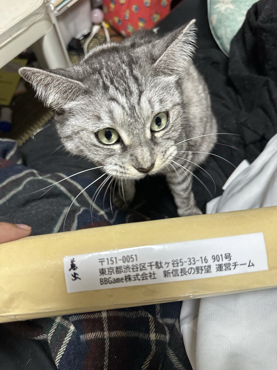 ericagonpapa's tweet photo. 新ノブキャンペーンの扇子届きました🪭
#シンノブ扇子
#新信長の野望 https://t.co/ihPKE4orCX