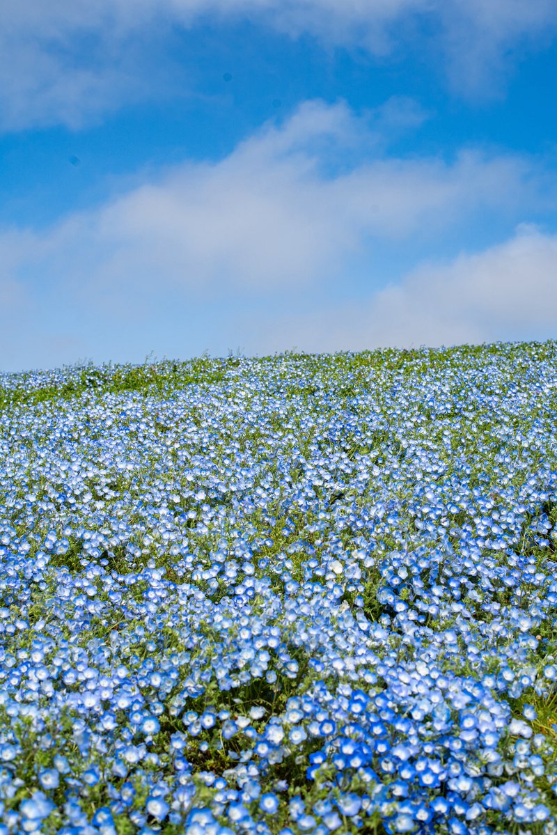 ss4fath's tweet image. Blue sky..

#photography #landscape