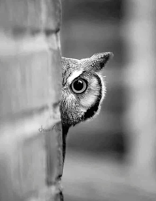 Noirflyer tweet media