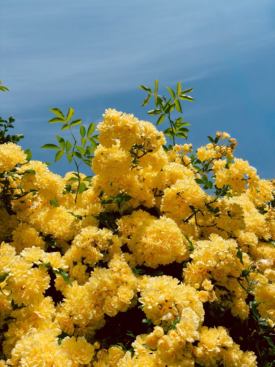 ご近所のもこもこ🌼