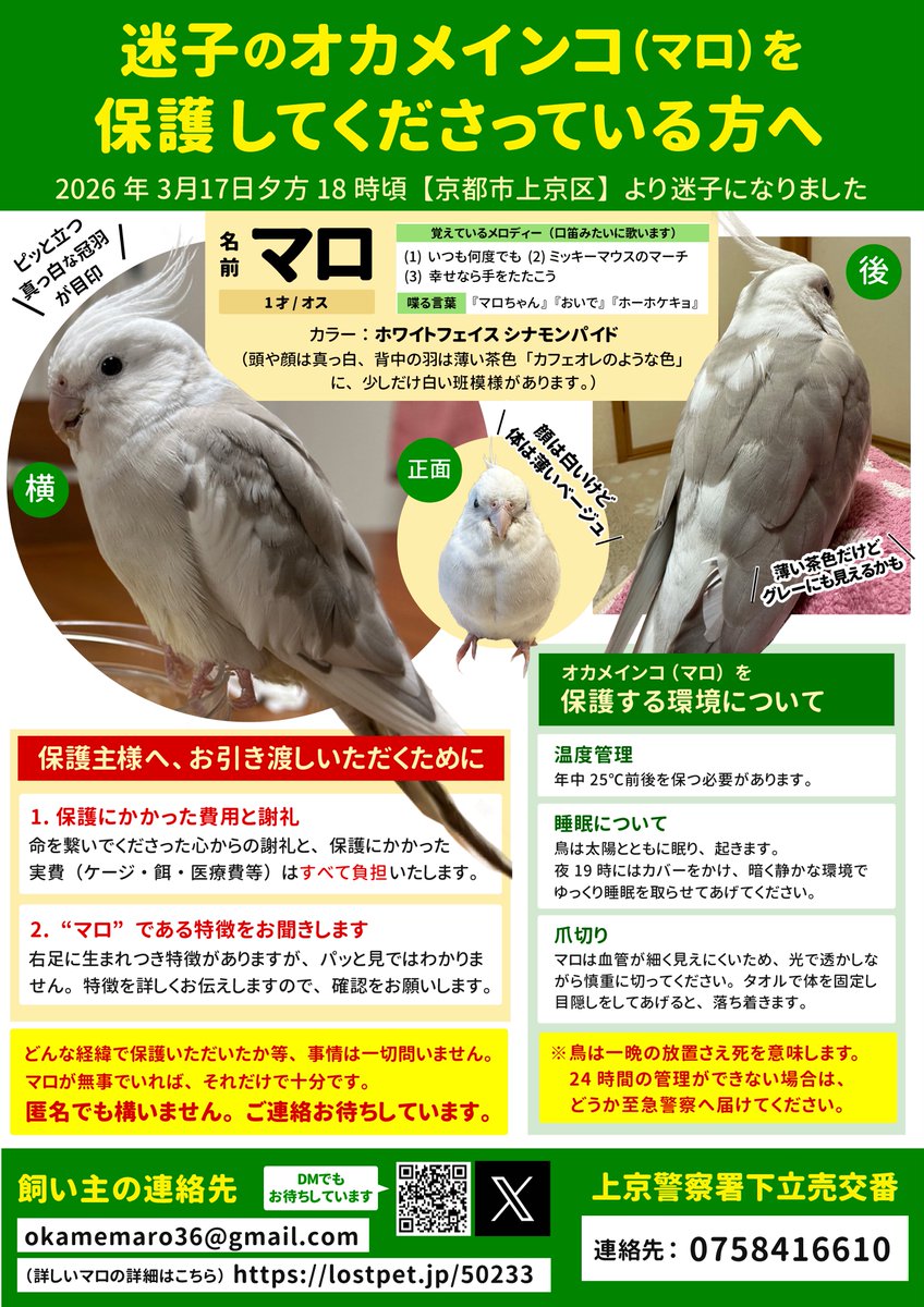 京都でオカメインコのマロを探しています tweet media
