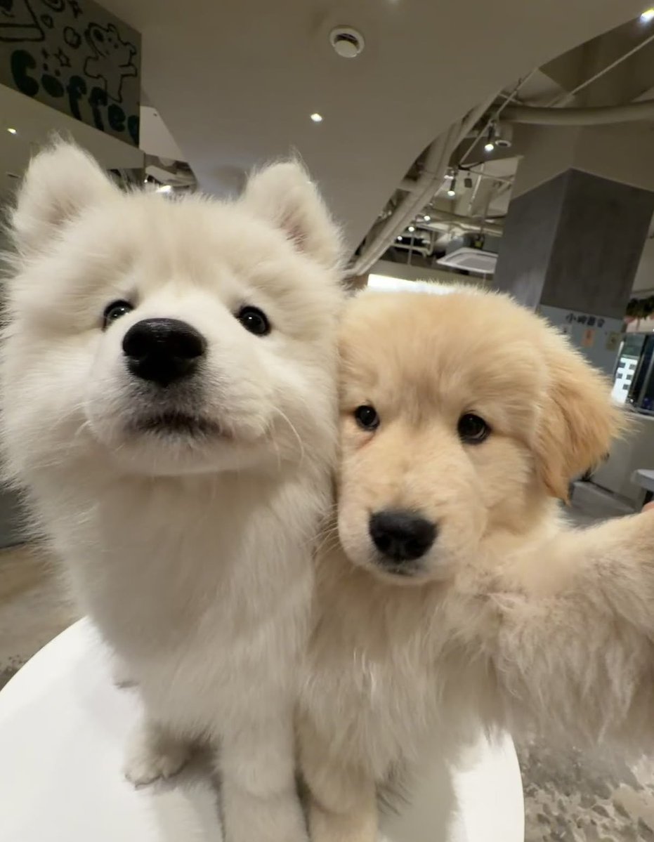 just lyra tweet media