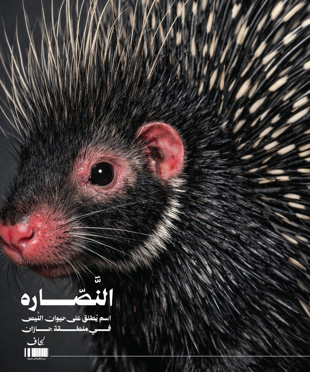 نادي لِحَاف tweet media
