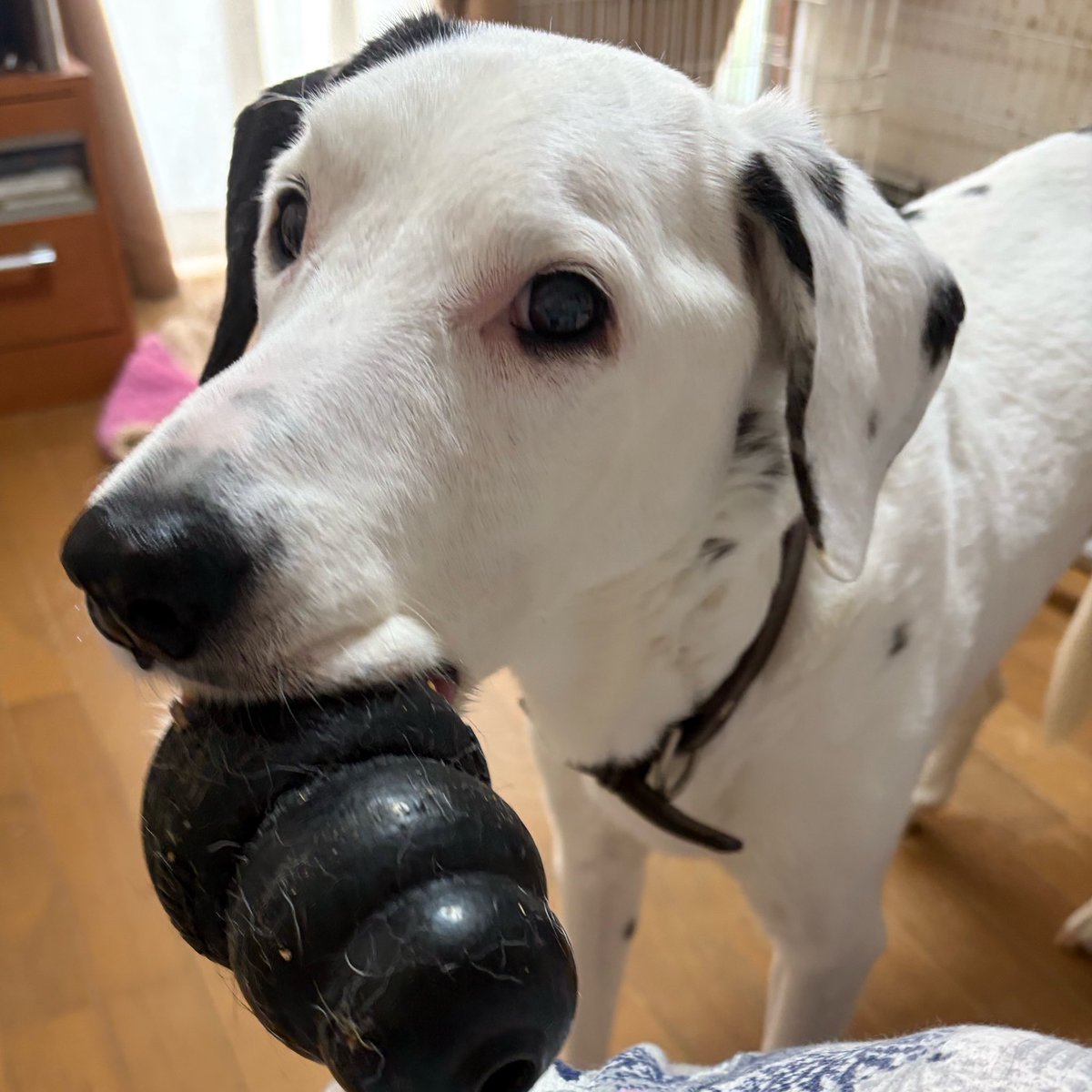 野良茶 tweet media