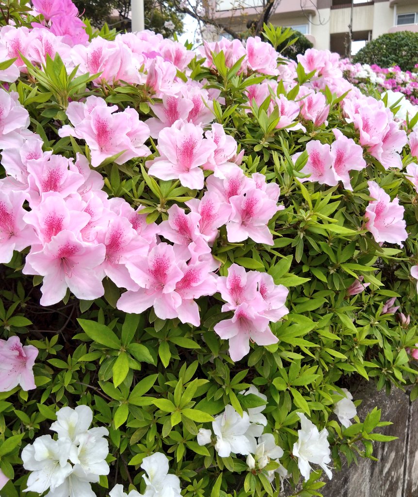 ぷんちゃん🐥 tweet media