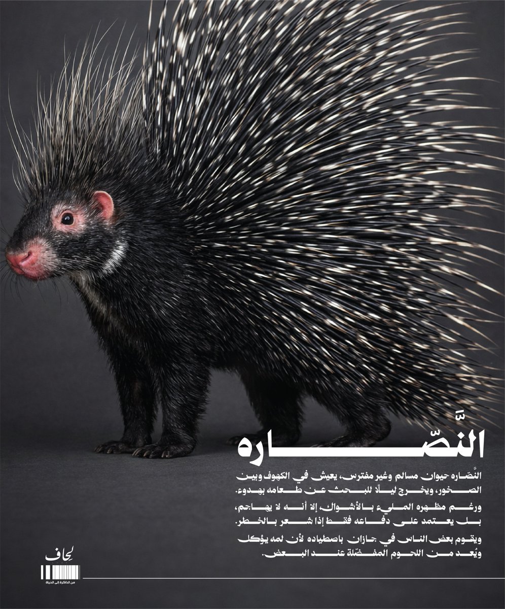 نادي لِحَاف tweet media