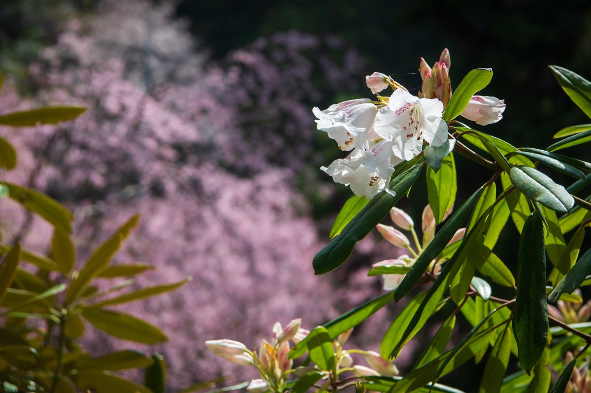 美祢市の南原寺です　その名も桜山の九合目に位置する花寺です
 #nikon #D780 #photography #写真 #桜 #cherryblossom #枝垂れ桜 #美祢市 #南原寺