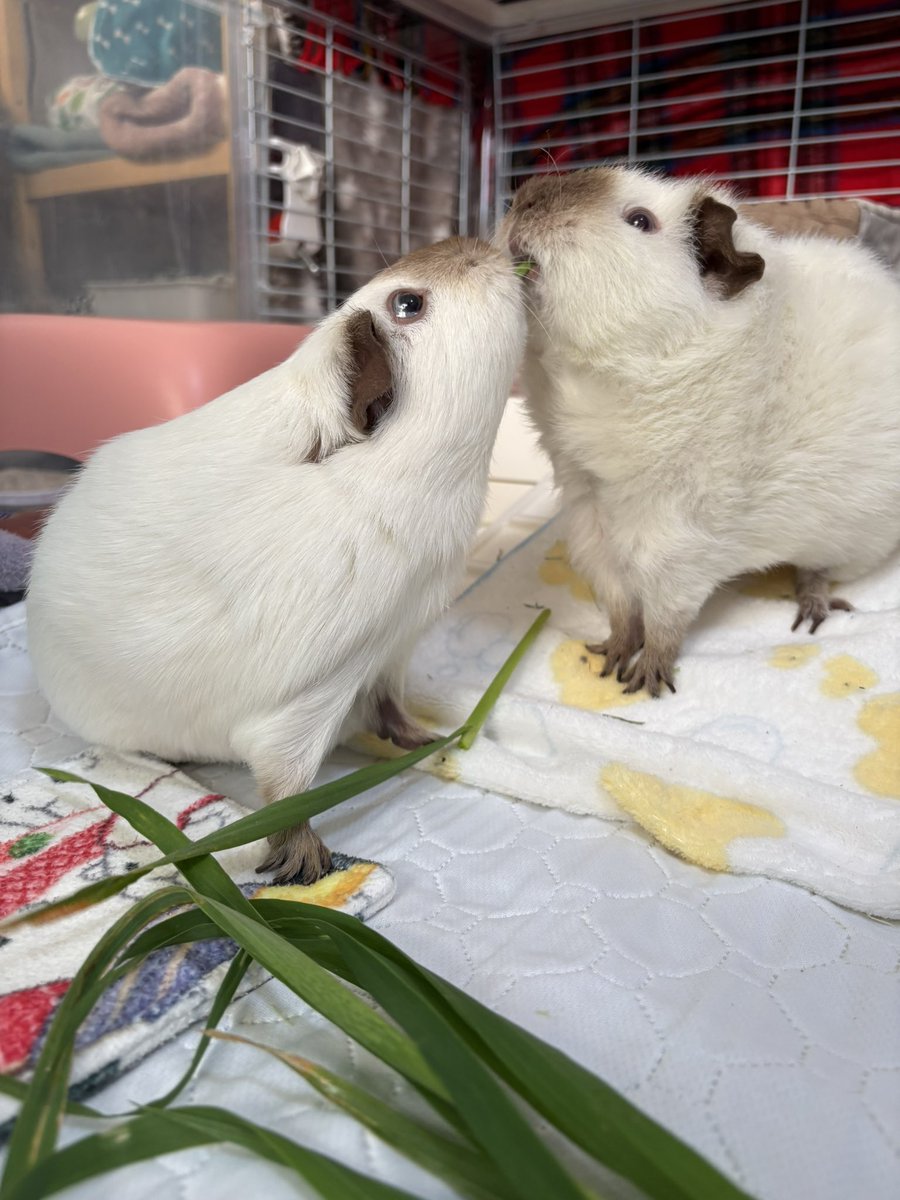 もるさんaimo🧵Little Fellows morusan tweet media