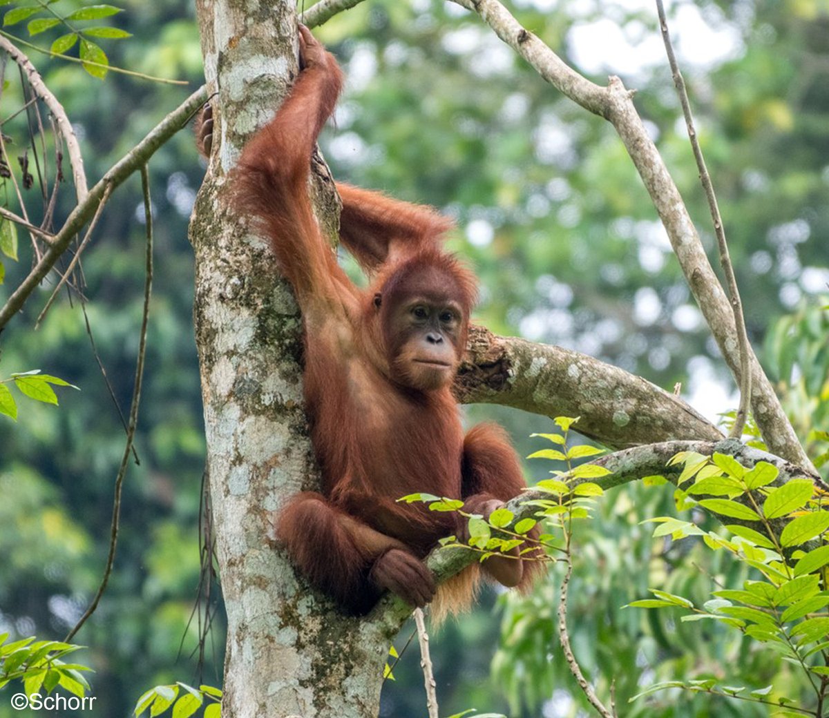 OrangUtansInNot's tweet photo. Einfach mal zurücklehnen und die #Sonne genießen … 
Wir wünschen ein erholsames #Wochenende!
#Orangutan #Wildlife https://t.co/mKUj7FWyMX