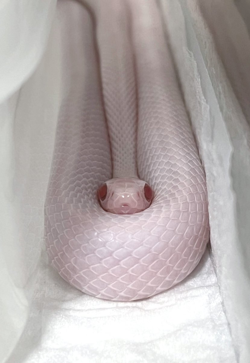 tonbe @Geckos nut tweet media