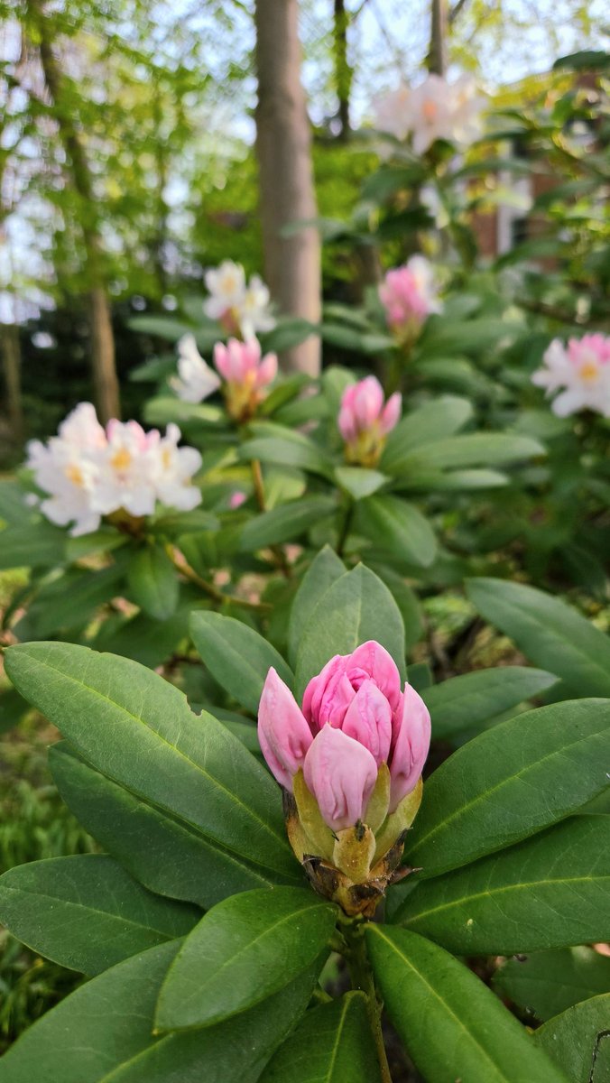 Jeruszkat Rosmaida tweet media