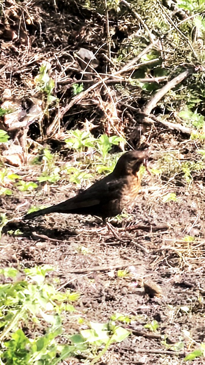 Jeruszkat Rosmaida tweet media