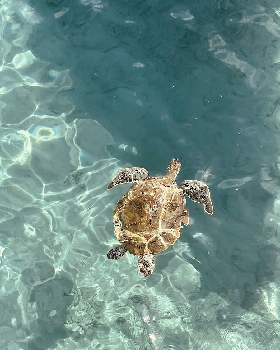 𝑙𝑦𝑟𝑎 tweet media