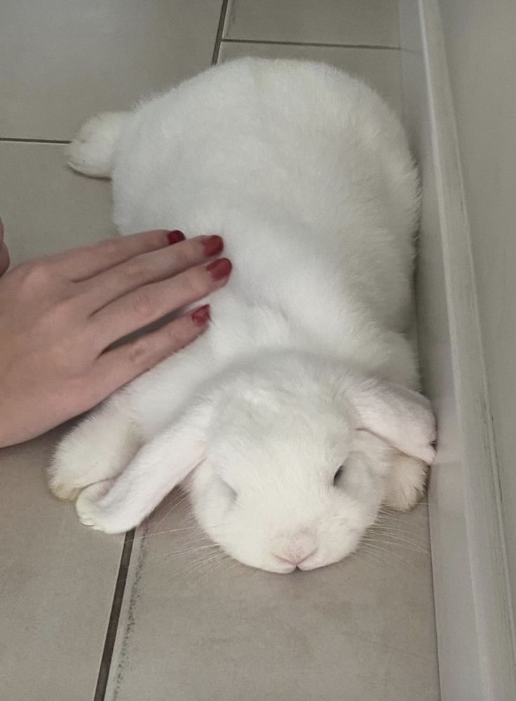 thepopularanimals tweet media