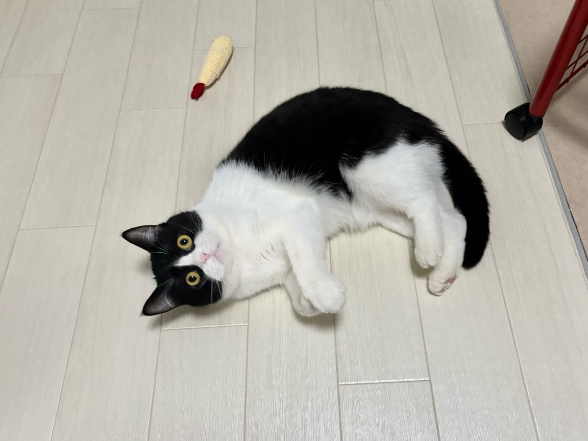 ねむちゃん tweet media