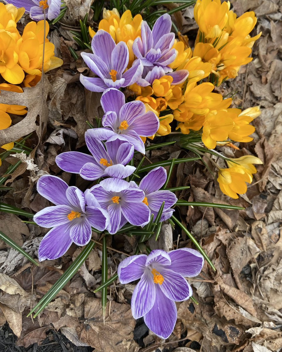 DrummerBoy2112's tweet image. More spring flowers - love that purple! 💜💛
#pei #flowers #FlowersOnFriday