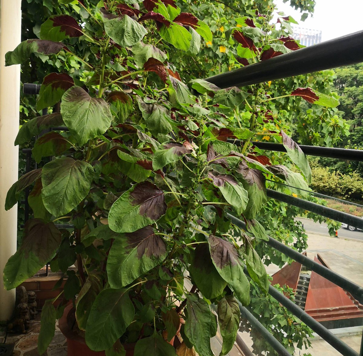 salsasychiles tweet media