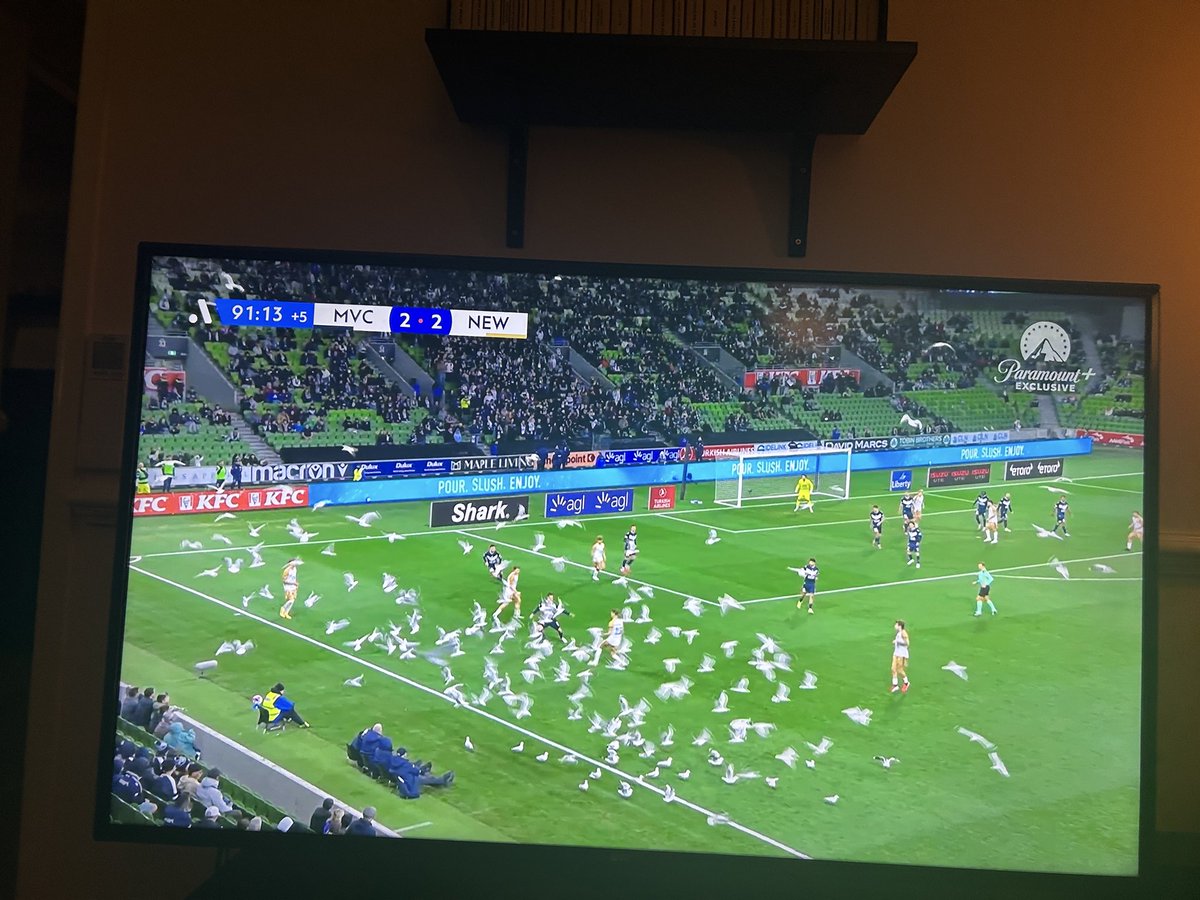 Mike_Tuckerman's tweet photo. The seagulls have taken control of the @aleaguemen. #MVCvNEW https://t.co/tkKQTyPAtY