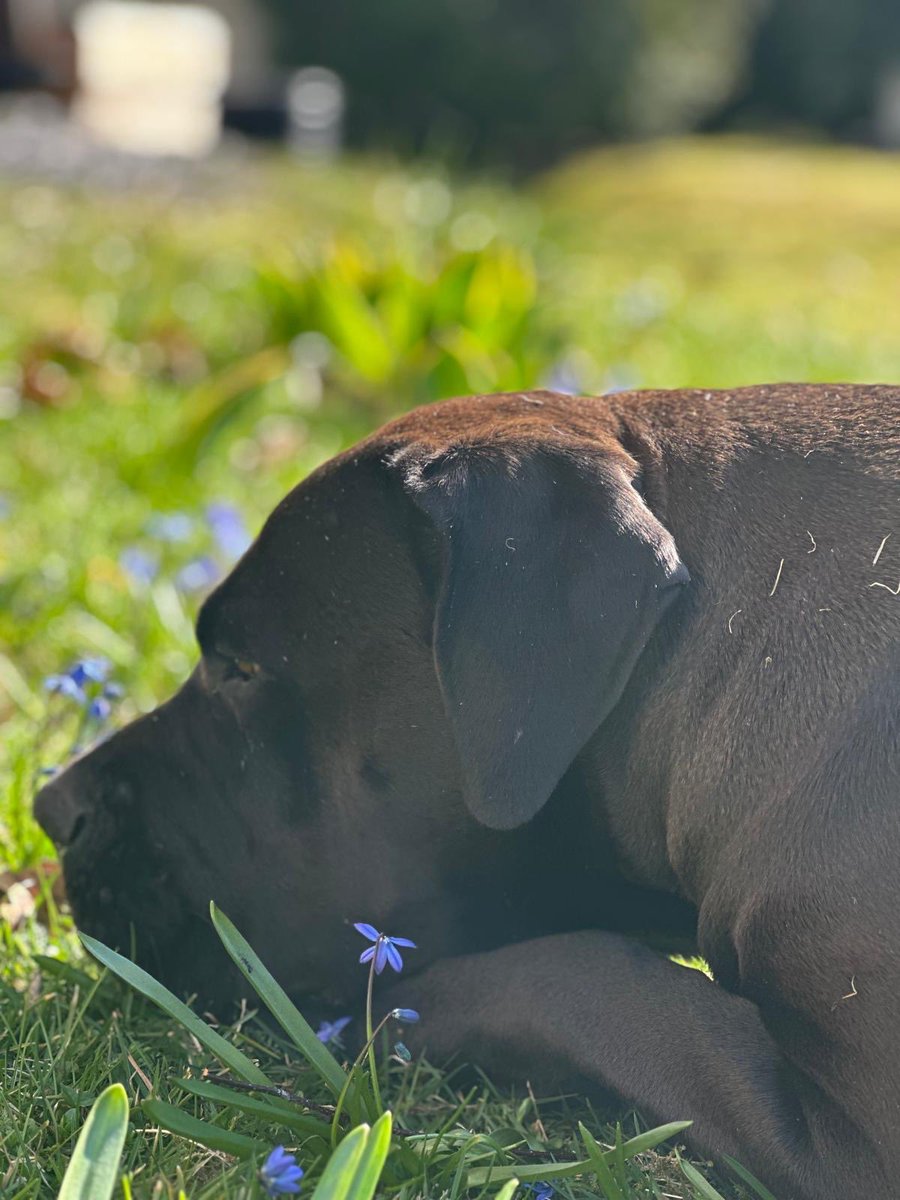 jiifrantsila's tweet image. Kaikki irti keväisestä perjantaista ☀️

#Lilo #Hani #Boerboel