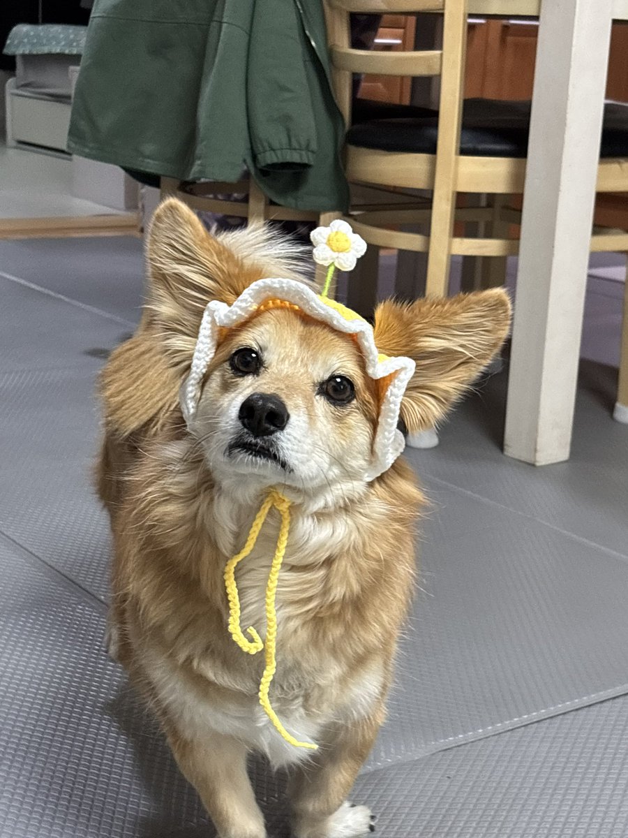 sawol403's tweet photo. 다이소에서 이천원의 행복 찾음..🌼 https://t.co/T7D0DTzKXB