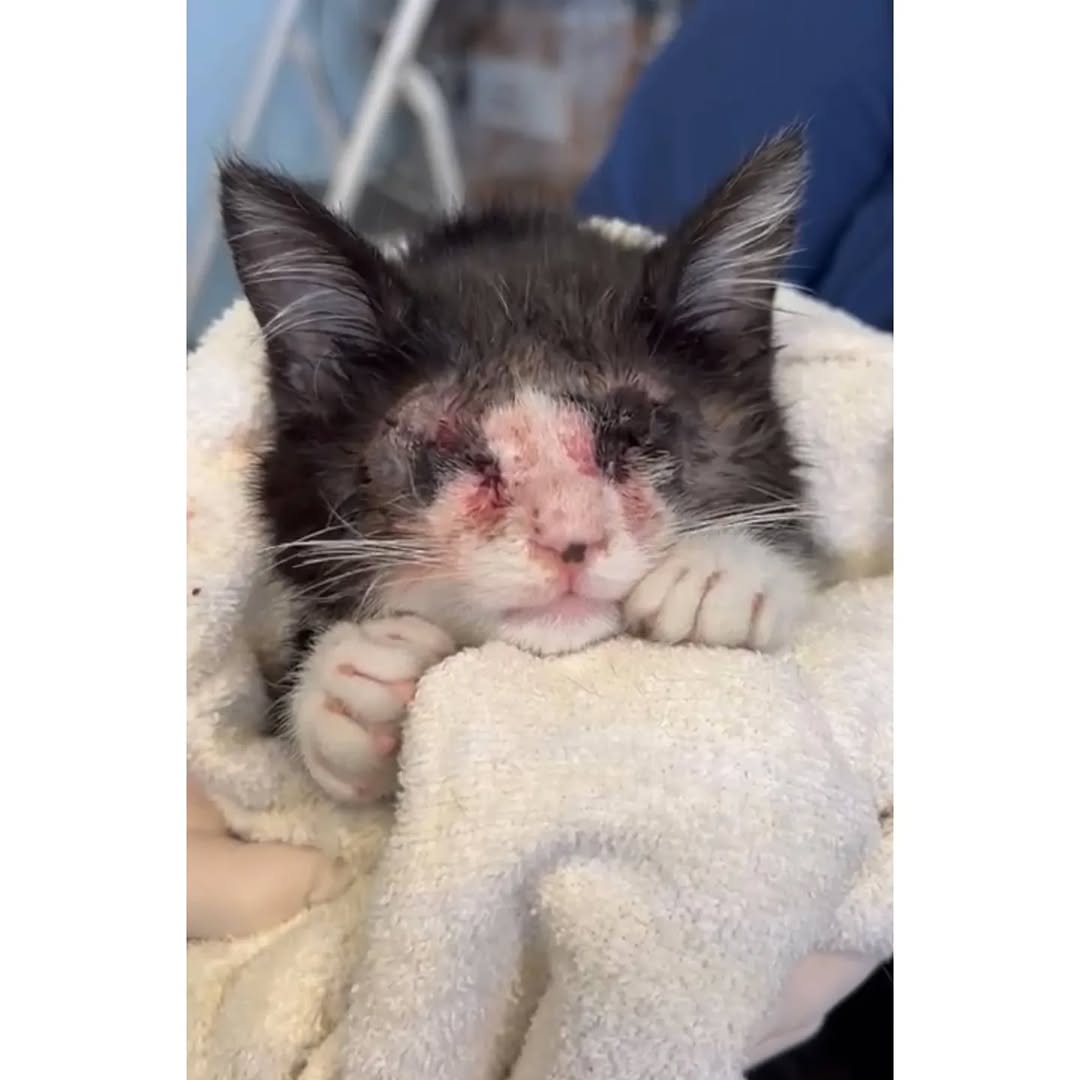 Cats of Meow York. tweet media