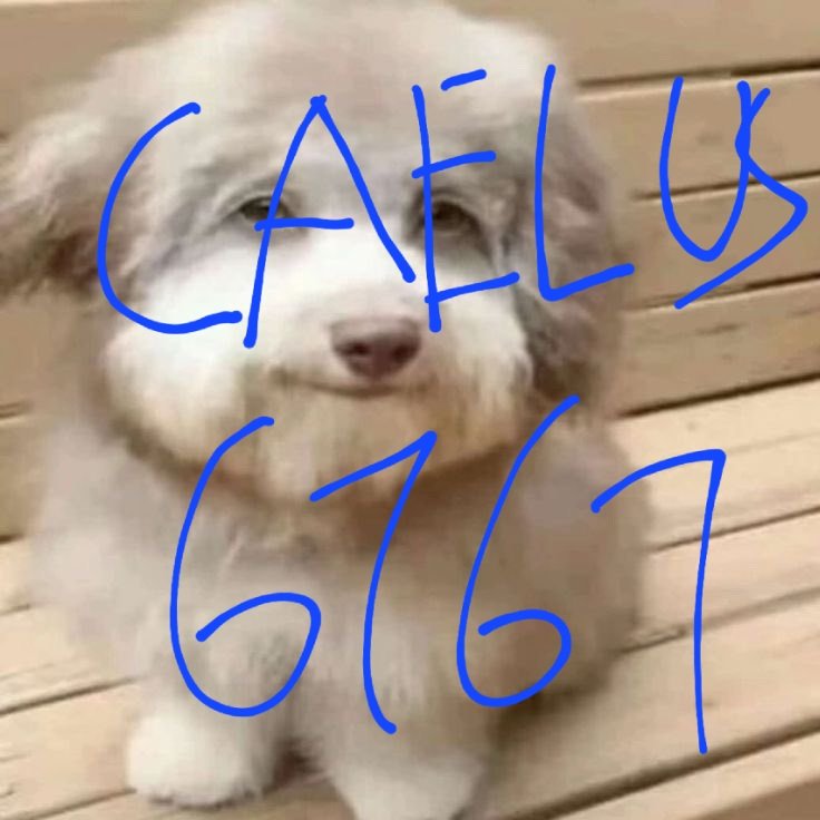 (not) EVIL Caelus 🦑 tweet media