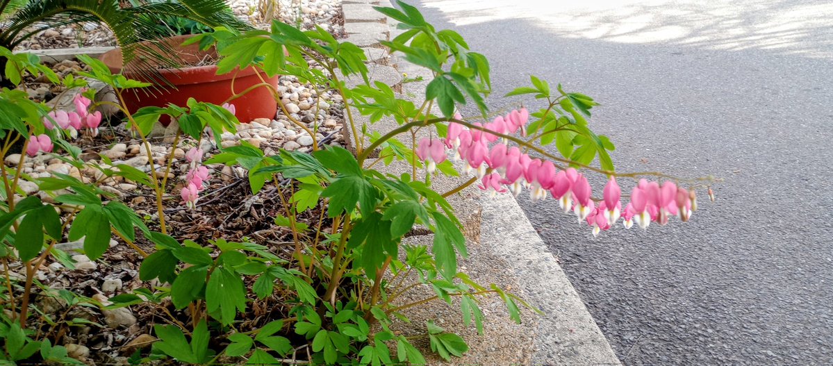 🌴The Gardener🌴 tweet media