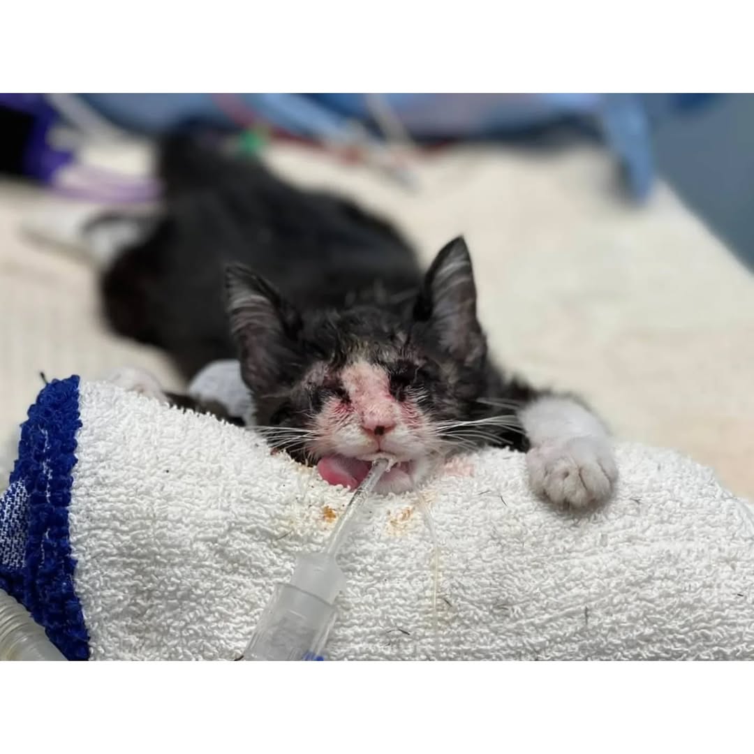 If you'd like to help on the grander scale you may do so by becoming one of the Angels for Mistreated Animals (link in our BIO and go to Becoming an Angel). Your small monthly donation will mean the world to us and to every innocent pet that comes into our care. ***REPOST***