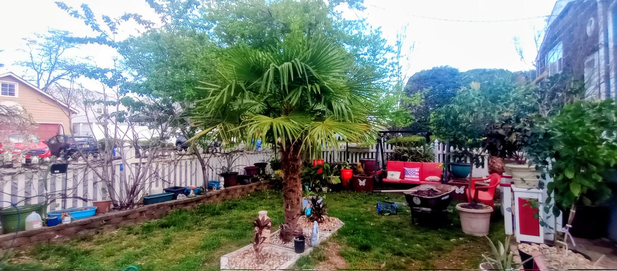 🌴The Gardener🌴 tweet media