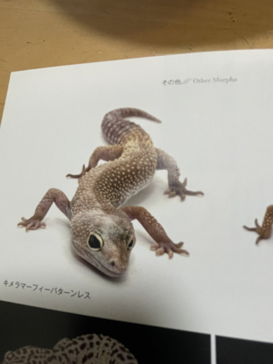 Easy Love Gecko.(y.higashi226) tweet media