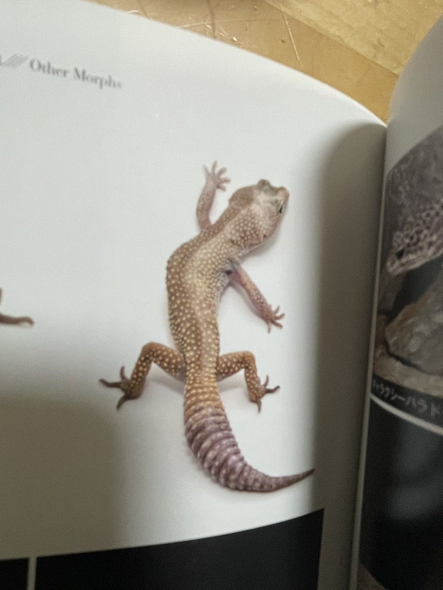 Easy Love Gecko.(y.higashi226) tweet media