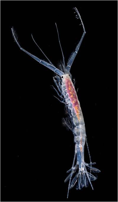 buzzimoss's tweet image. guys do i join #deepseatwt uh i like Amphipods ❤️