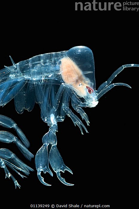 buzzimoss's tweet image. guys do i join #deepseatwt uh i like Amphipods ❤️