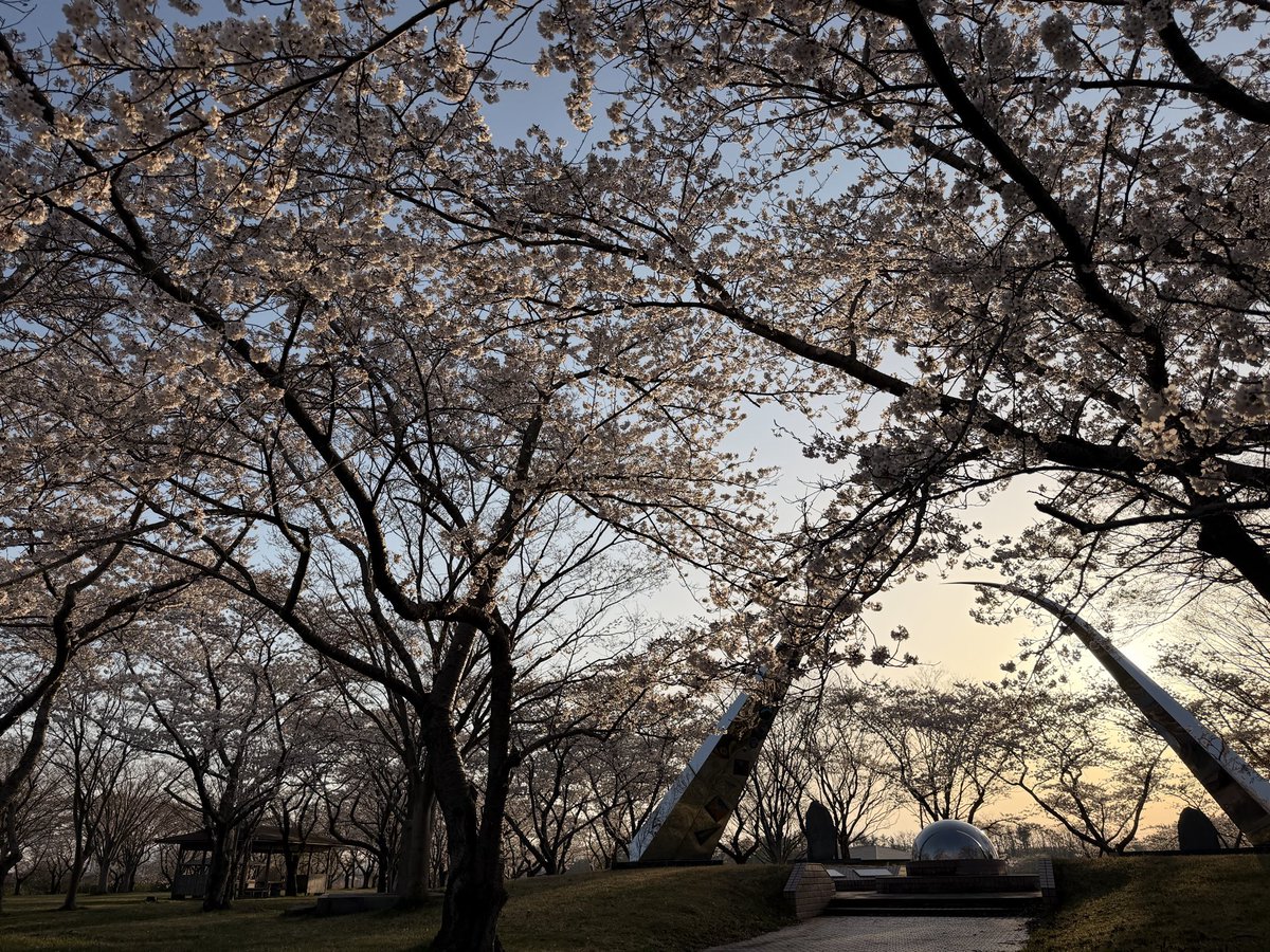 mirakunojo's tweet photo. 早蒔きのモチから種まきスタート‼️
2棟にビッシリ並べています🌱菜の花ロードに来たら南の池公園にも是非😃
#菜の花と桜のロード　#種まき https://t.co/G5Jcd6DVtN
