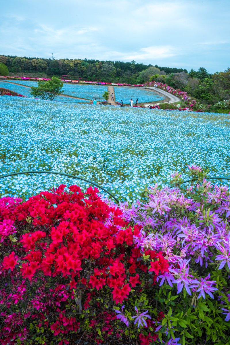 長崎ブログーッ！ tweet media