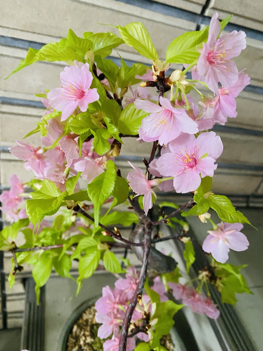 花便り後ほど！ #ひろネット