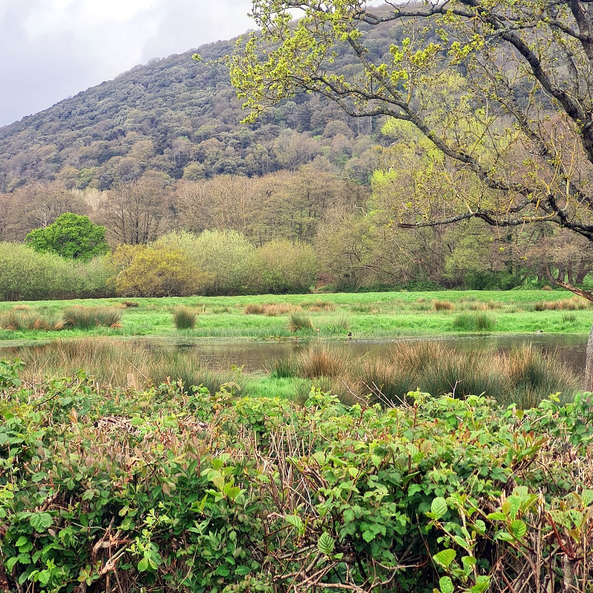 I heard my first cuckoo of 2026 this morning. Hiding in the rushes by the pond is a mallard with 12 baby ducklings!!