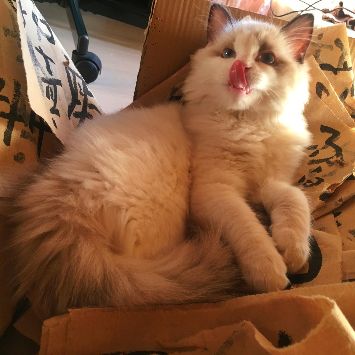 Daniel Elias Barrios Jimenez tweet media